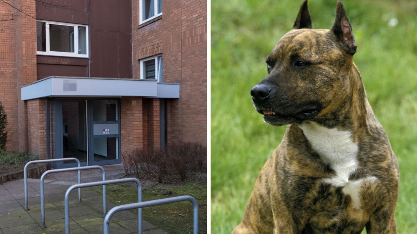 Das Haus der Toten in Hannover, ein Hund der Rasse Staffordshire-Terrier