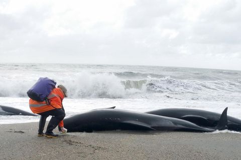 Ein Helfer markiert die auf der Südinsel Neuseelands gestrandete Grindwale