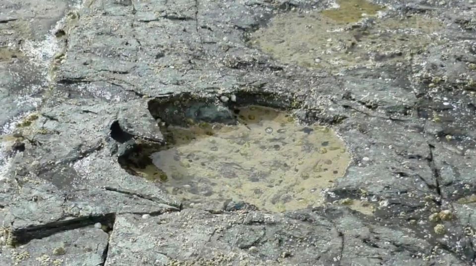 Llukalkan aliocranianus: Forscher entdecken Überreste eines bisher unbekannten Raubsauriers in Argentinien Llukalkan aliocranianus: Forscher entdecken Überreste eines bisher unbekannten Raubsauriers in Argentinien