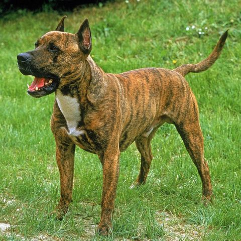 Ein Hund der Rasse American Staffordshire-Terrier
