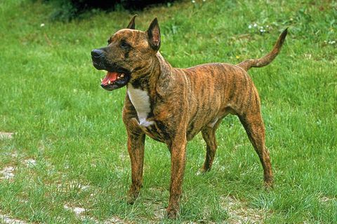 Ein Hund der Rasse American Staffordshire-Terrier