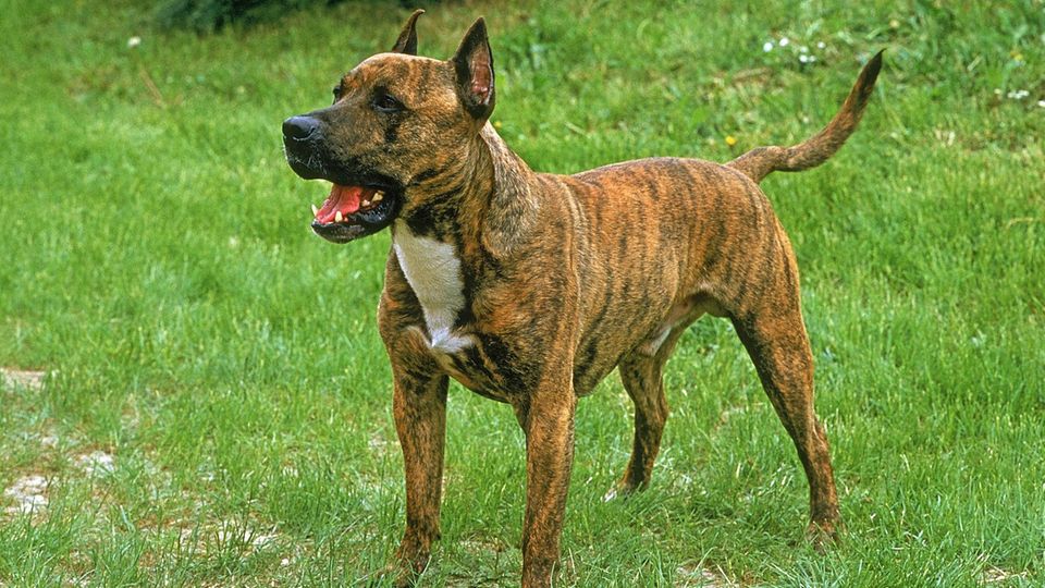 Ein Hund der Rasse American Staffordshire-Terrier