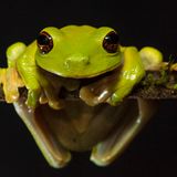 Der grüne Baumfrosch ist eines der vielen Tiere, die bei einer Expedition in den erloschenen Vulkankrater des Mount Bosavi entdeckt wurde. Insgesamt wurden während eines Monats Forschungsreise über 40 neue Arten gefunden.
