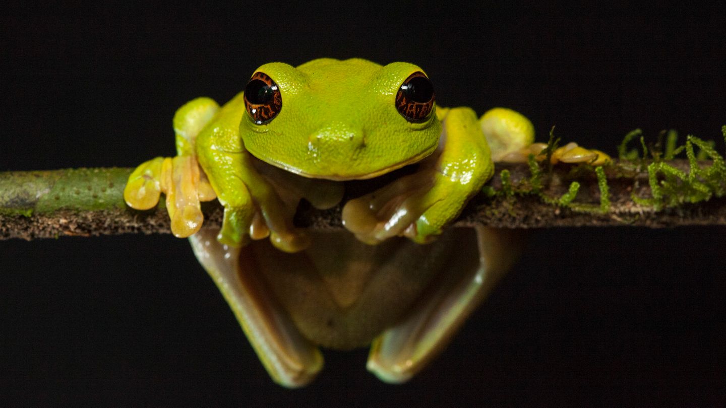 Der grüne Baumfrosch ist eines der vielen Tiere, die bei einer Expedition in den erloschenen Vulkankrater des Mount Bosavi entdeckt wurde. Insgesamt wurden während eines Monats Forschungsreise über 40 neue Arten gefunden.