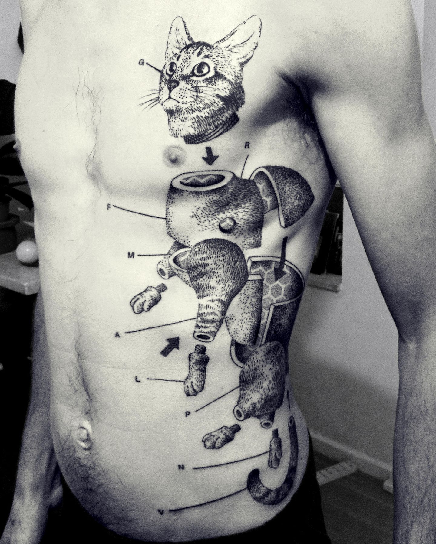 Die Arbeiten von Otto d'Ambra, einem Tattoo-Artist aus London, verbinden anatomische Präzision mit abstrakten Elementen. Dieses Tattoo könnte auch eine Bauanleitung für eine Katze darstellen.