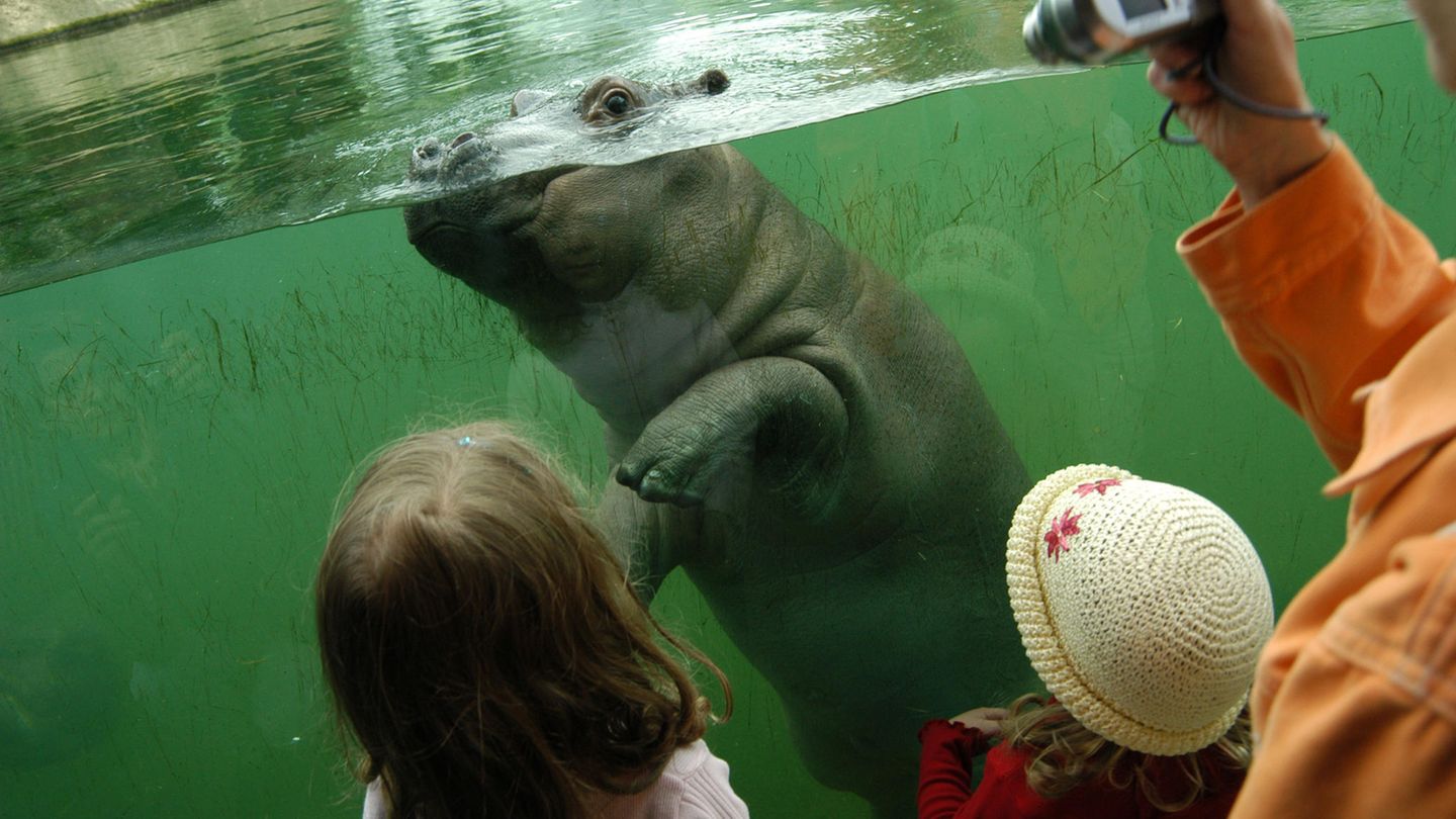 Familie vor Aquarium im Zoo, darin schwimmt ein Nilpferd