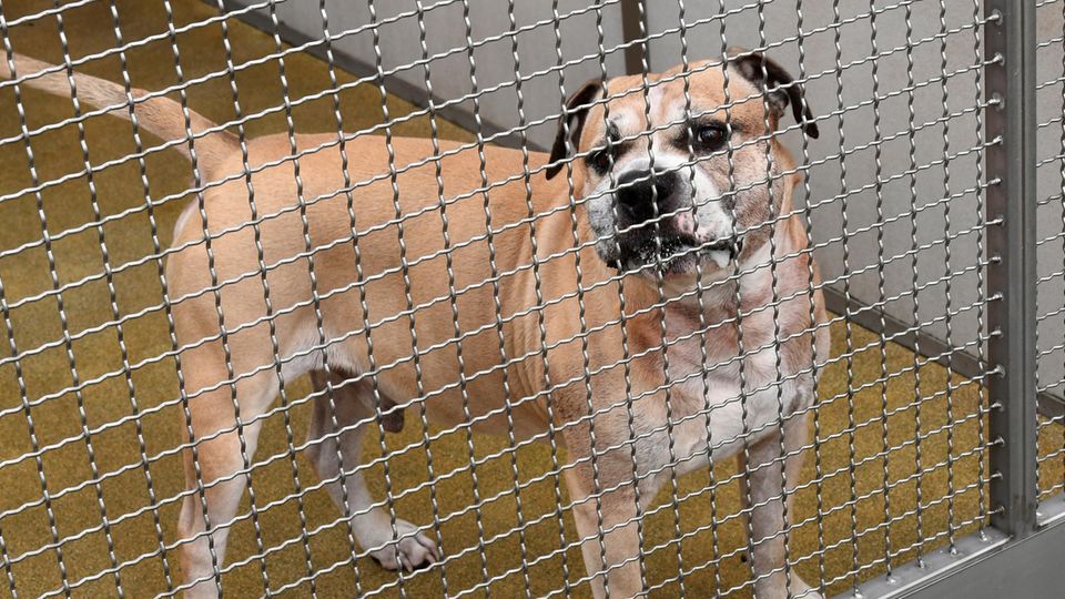 Hinter einem Gitter aus Edelstahl steht Chico, ein Staffordshire-Terrier-Mischling, im Zwinger eines Tierheims
