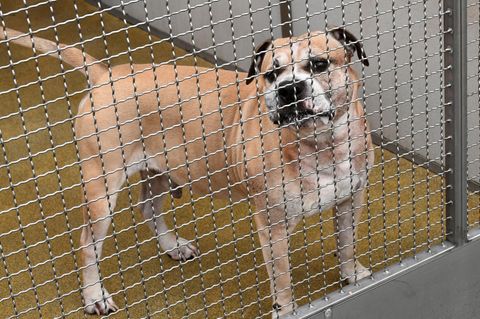 Hinter einem Gitter aus Edelstahl steht Chico, ein Staffordshire-Terrier-Mischling, im Zwinger eines Tierheims