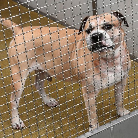 Hinter einem Gitter aus Edelstahl steht Chico, ein Staffordshire-Terrier-Mischling, im Zwinger eines Tierheims