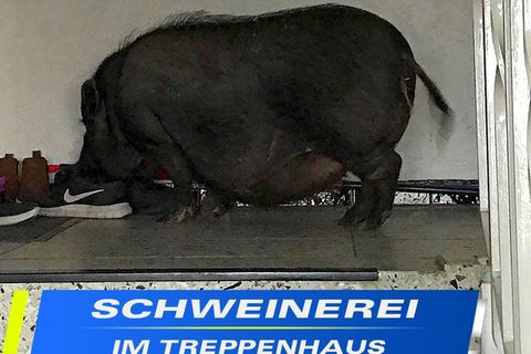 Hängebauchschwein Hamburg
