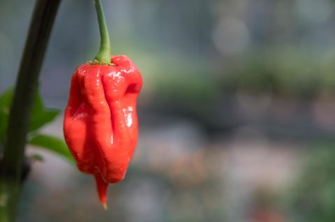 USA: Mann beißt in Chili und endet in der Notaufnahme