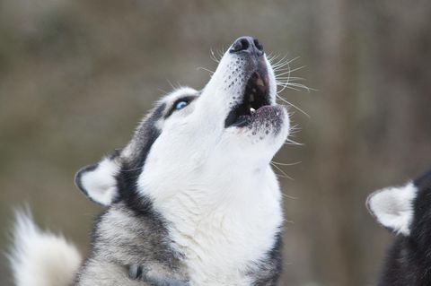 Israel - hund - vermisst - tv-song