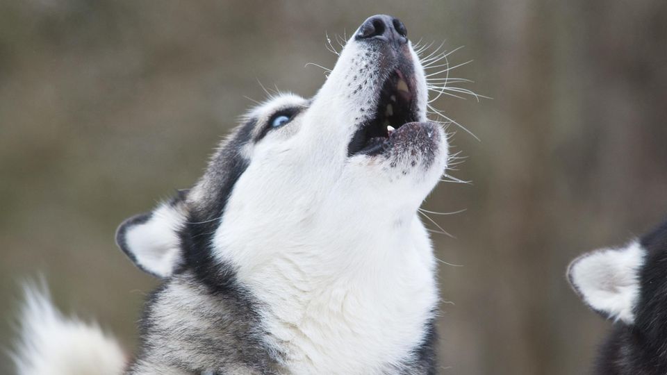 Vermisster Hund identifiziert, weil er TVSong &quot;mitsingt&quot; STERN.de