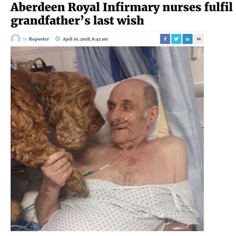 Alter Mann im Krankenhausbett, der die Pfote eines braunen Cocker Spaniels hält