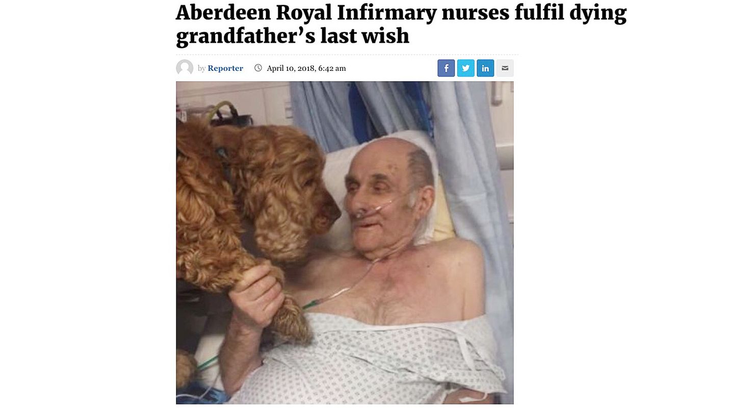 Alter Mann im Krankenhausbett, der die Pfote eines braunen Cocker Spaniels hält