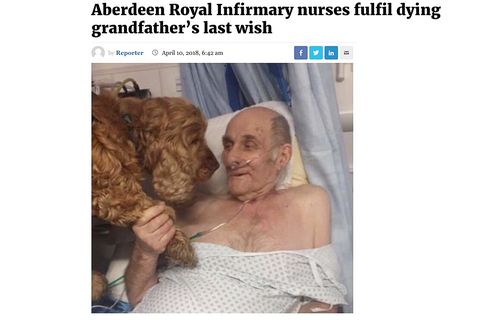 Alter Mann im Krankenhausbett, der die Pfote eines braunen Cocker Spaniels hält