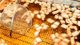 Frisch aus der Fritteuse: So sieht Glück aus – braun und fettig