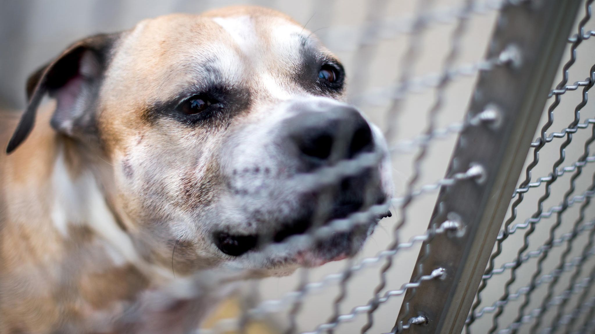 Tödliche Hunde-Attacken: Besitzer, übernehmt Verantwortung für eure Tiere!