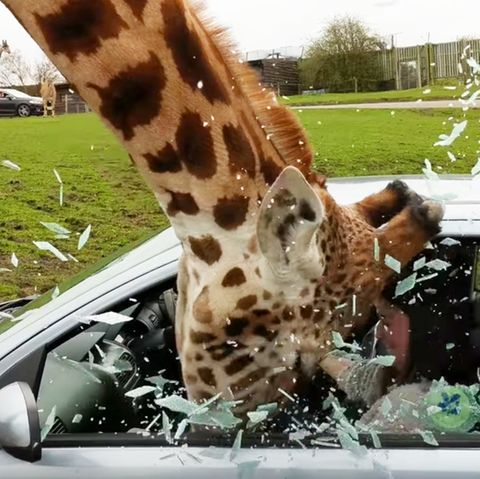 Vorfall in Safari Park: Schock für Besucher: Giraffe lässt Autofenster zerbersten