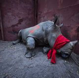 Fanal gegen das Artensterben: Ein betäubtes Breitmaulnashorn liegt mit verbundenen Augen in einem Transportkäfig. Das Tier wurde von Südafrika nach Botsuana umgesiedelt, um es vor Wilderern zu schützen. Fotograf Neil Aldridge siegte in der Kategorie "Environment"