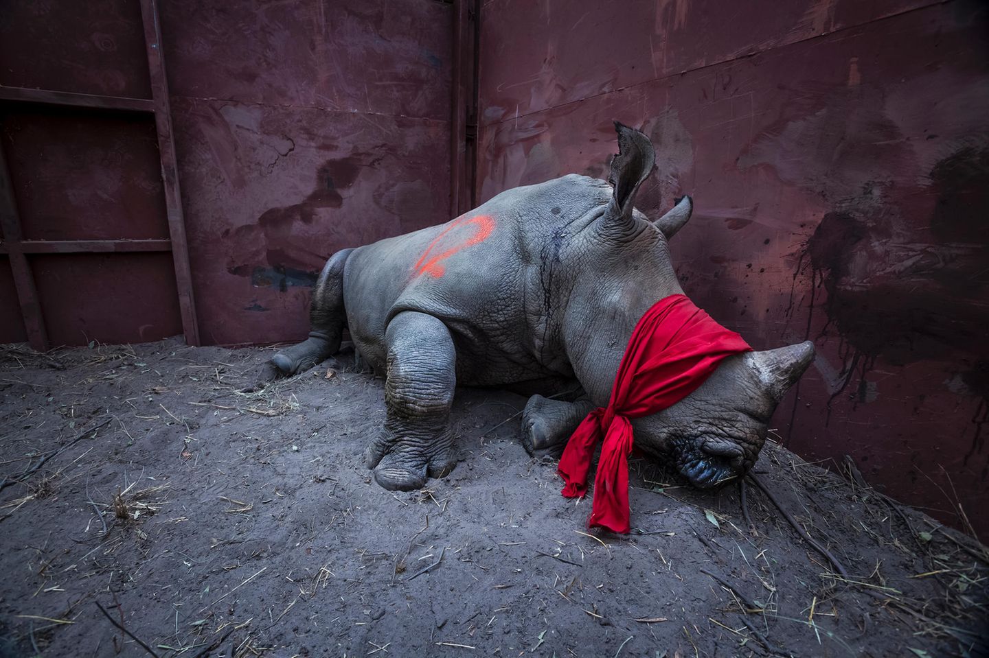 World Press Foto Nashorn Fanal gegen das Artensterben: Ein betäubtes Breitmaulnashorn liegt mit verbundenen Augen in einem Transportkäfig. Das Tier wurde von Südafrika nach Botsuana umgesiedelt, um es vor Wilderern zu schützen. Fotograf Neil Aldridge siegte in der Kategorie "Environment"