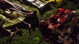 Das Bild zeigt die Leichen von Rohingya-Flüchtlingen, nachdem ihr Boot, mit dem sie von Myanmar nach Bangladesch flüchten wolten, gekentert war. Fotografen Patrick Brown gewann in der Kategorie "General News"
