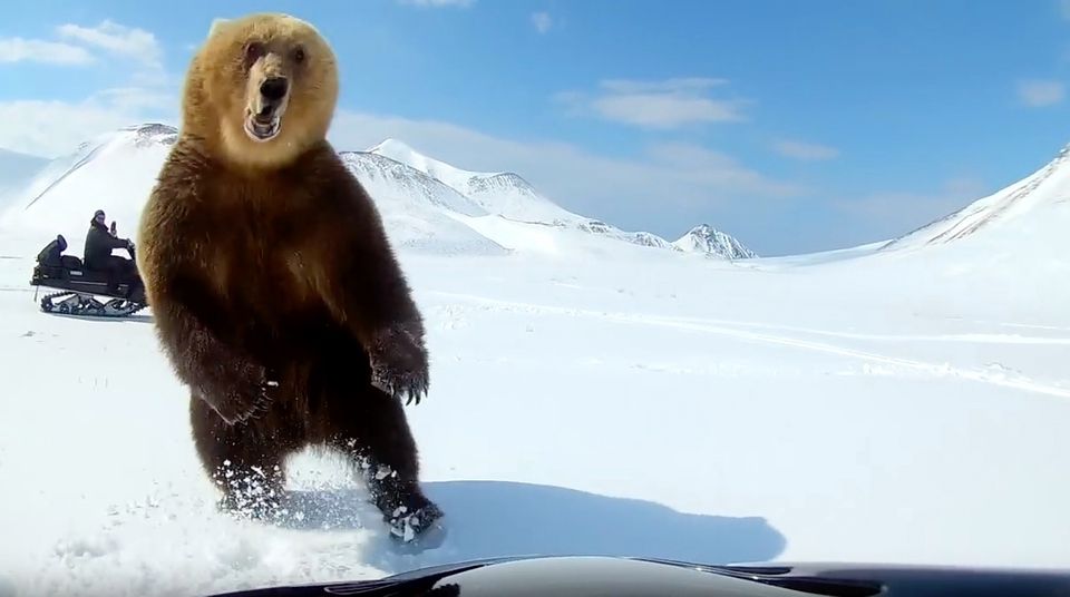 Gefährliche Begegnung: Bären mit Schneemobilen jagen – keine besonders gute Idee Gefährliche Begegnung: Bären mit Schneemobilen jagen – keine besonders gute Idee