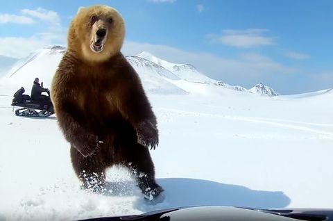 Gefährliche Begegnung: Bären mit Schneemobilen jagen – keine besonders gute Idee