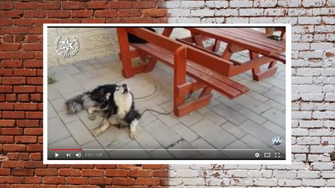 Hund in Israel identifiziert