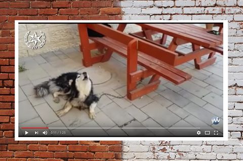 Hund in Israel identifiziert