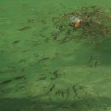 Beim Kampf um ein Stück Brot geht es zu wie unter den Piranhas: VW Amarok Adventure Tour 2018 zu Gast in der Oase Wadi bani Khal