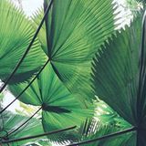 Dennis Swiatkowski: Chasing Dreams