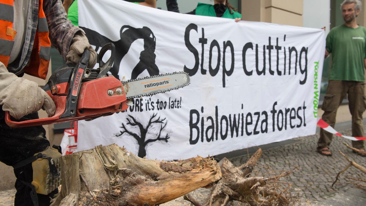 "Hört auf, den Bialowieza-Urwald abzuholzen", steht auf dem Plakat. Gegen die Baumfällungen gibt es immer wieder Proteste.
