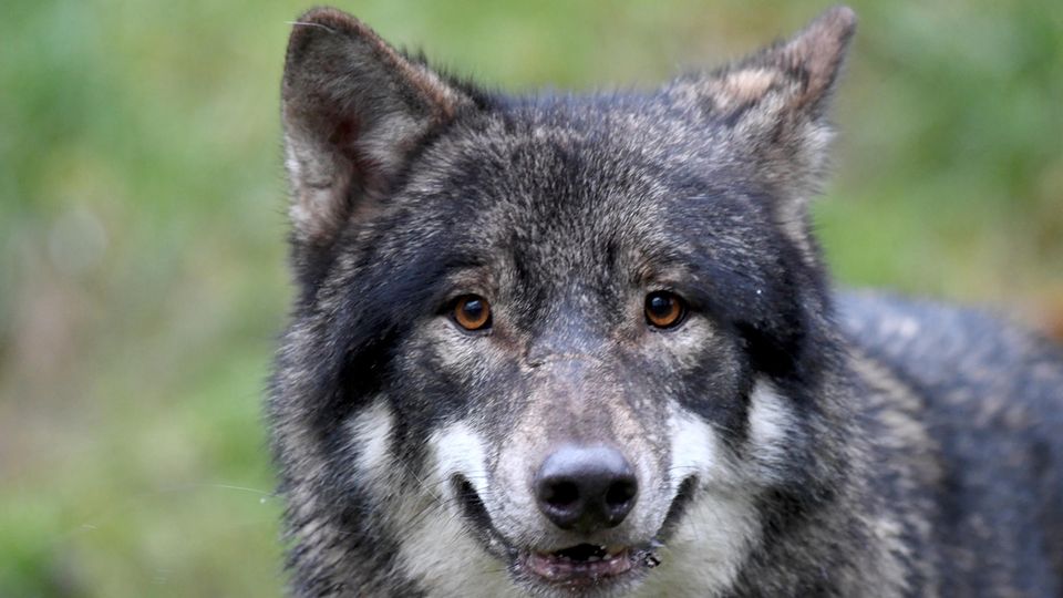 Wolf Alexander aus dem Wildpark Eekholt