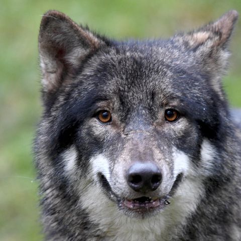 Wolf Alexander aus dem Wildpark Eekholt