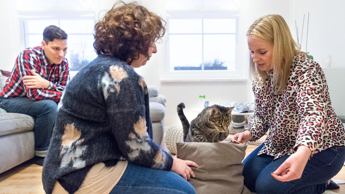 Florian Kühnel (l-r) Melanie Erker und Birga Dexel, Katzentherapeutin, lassen den Kater Louis als Übung über ein Kissen springen.
