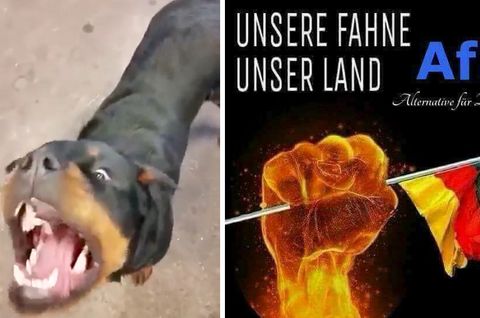 AfD: Der stern folgte einer Whatsapp-Gruppe der rechten Partei