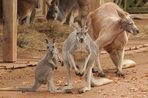 Känguru im Zoo mit Ziegelsteinen getötet - dahinter steckt grausame Methode