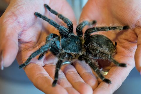 Wegen einer Vogelspinne im Flugzeug weigert sich eine große französische Airline, Passagieren eine Entschädigung für eine Flugverspätung zu zahlen. 