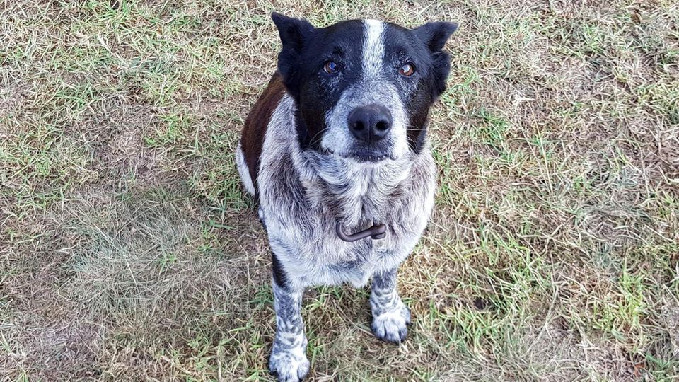 Hund Max Hund Max blieb die ganze Nacht lang bei der Dreijährigen und beschützte sie
