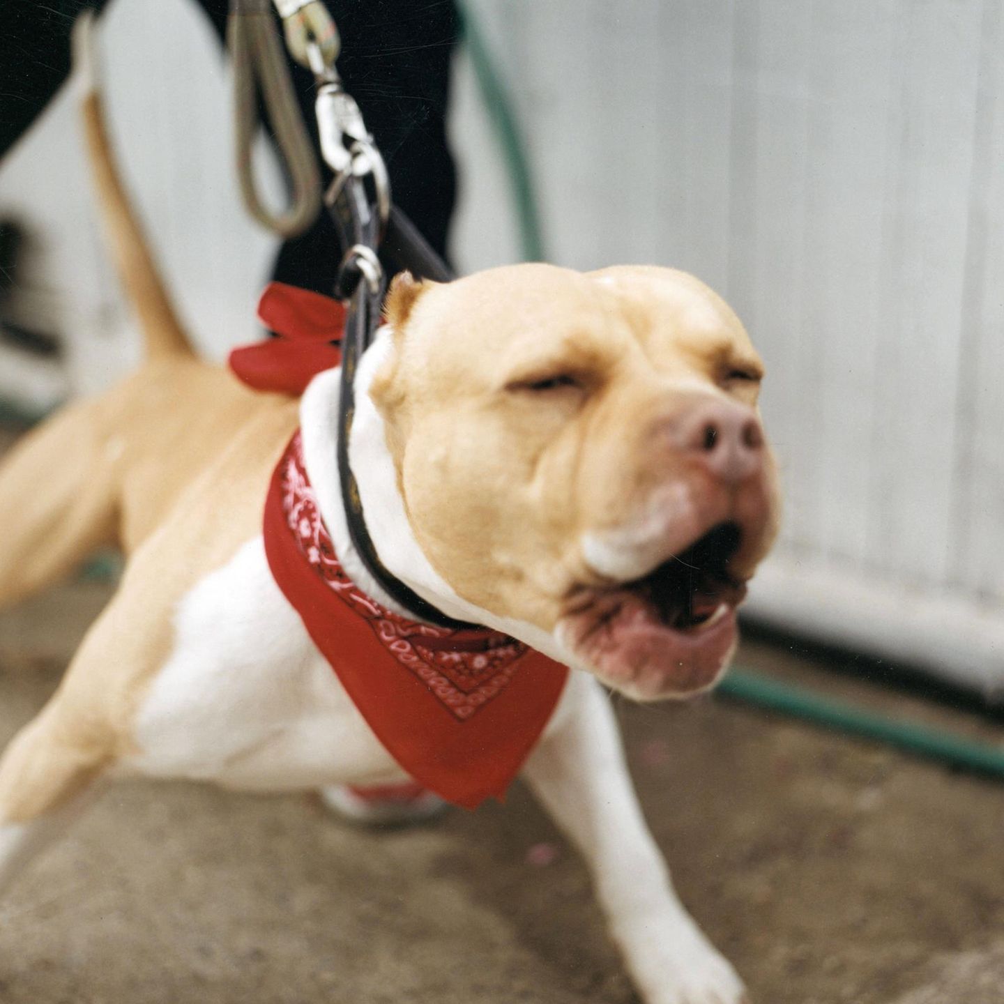 Berlin Unbekannte Hetzen Kampfhund Auf Auslander Stern De