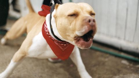 Pitbull Berlin