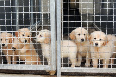 Hundewelpen hinter einem Gitterzaun