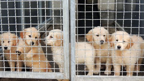 Hundewelpen hinter einem Gitterzaun