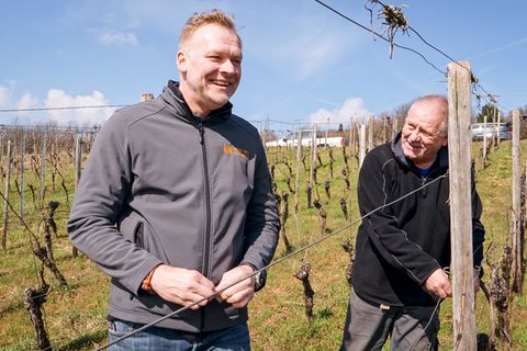 Wein