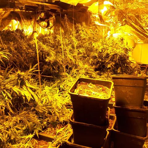 Cannabis-Anbau in einem Haus in Höxter