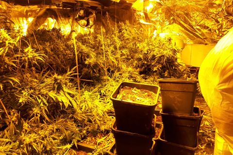Cannabis-Anbau in einem Haus in Höxter