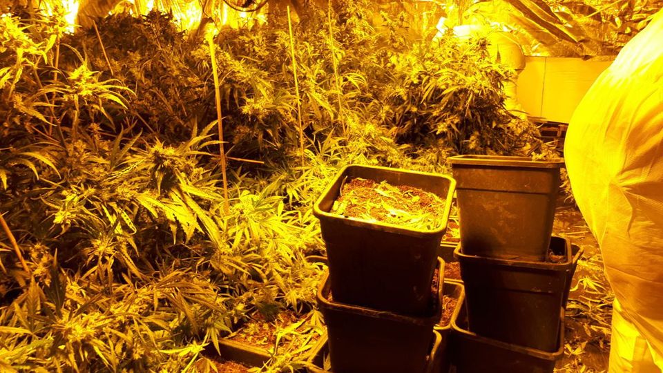 Cannabis-Anbau in einem Haus in Höxter