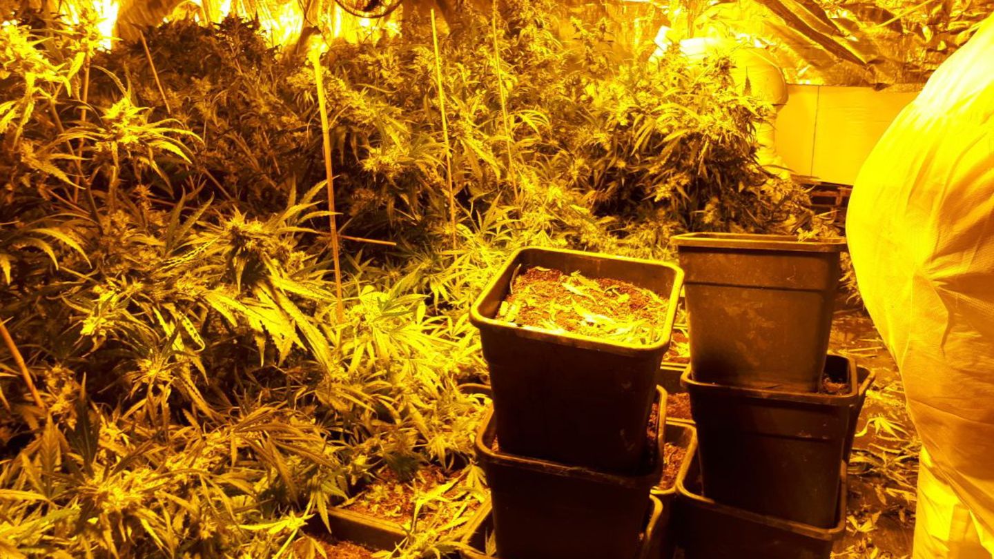 Cannabis-Anbau in einem Haus in Höxter