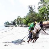 "In Kizimkazi Beach Village, wird dieser Rochen, scheinbar sehr schwer, zum Vermessen zu den Australischen Studenten geschleift. Anschliessend wurde er auf einem grossen Steinblock direkt zulegt."